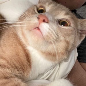 Meet your Posher, Carina